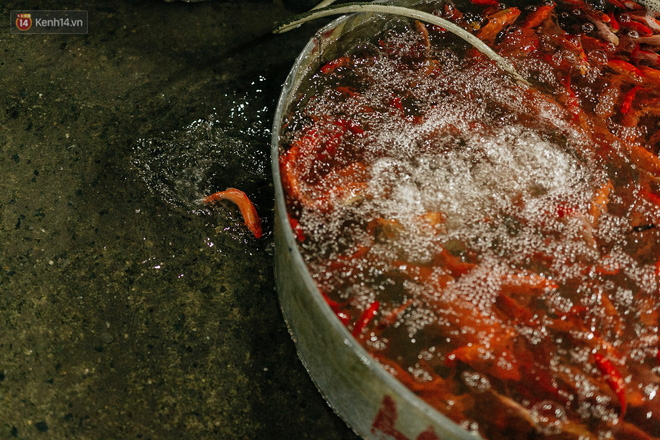 Video ảnh: Chợ cá lớn nhất Hà Nội nhộn nhịp từ tờ mờ sáng ngày tiễn ông Công ông Táo về trời