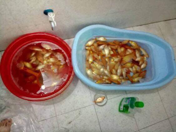 2 anh em có nhã ý tắm cho cá vàng bằng nước lau sàn, kết quả là bố mẹ mất toi Ông Công Ông Táo