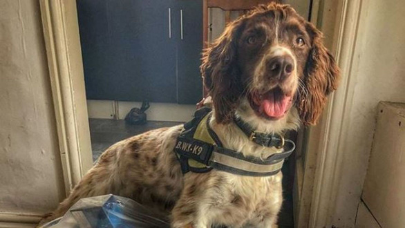 Chú chó bị tội phạm Anh treo thưởng 750 triệu đồng để lấy đầu