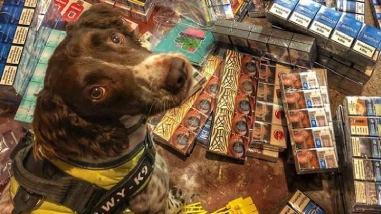 Chú chó bị tội phạm Anh treo thưởng 750 triệu đồng để lấy đầu