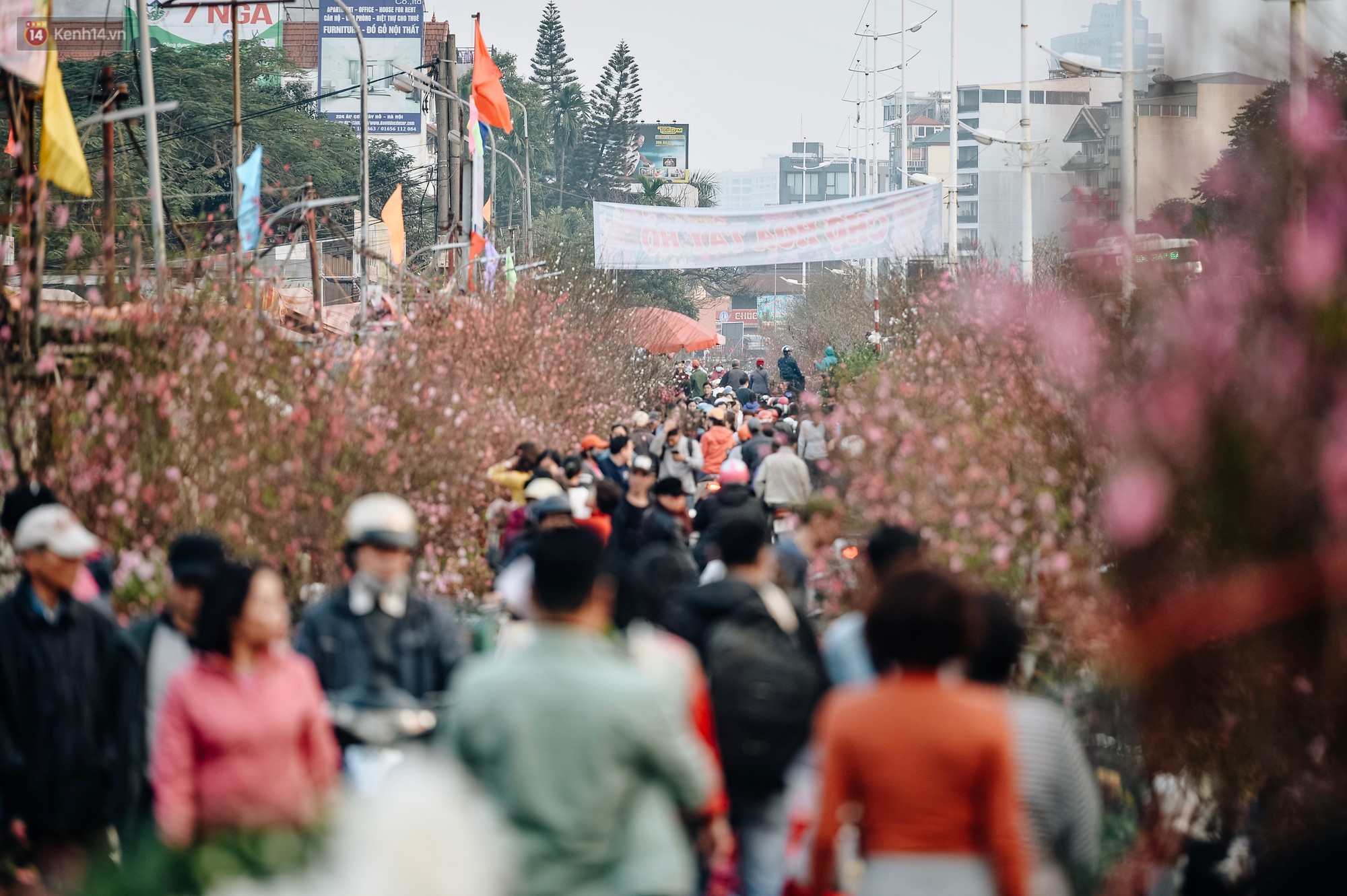 Vườn đào Nhật Tân nhộn nhịp ngày giáp Tết, đường tắc từ làng ra phố
