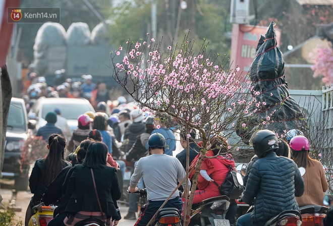 Vườn đào Nhật Tân nhộn nhịp ngày giáp Tết, đường tắc từ làng ra phố