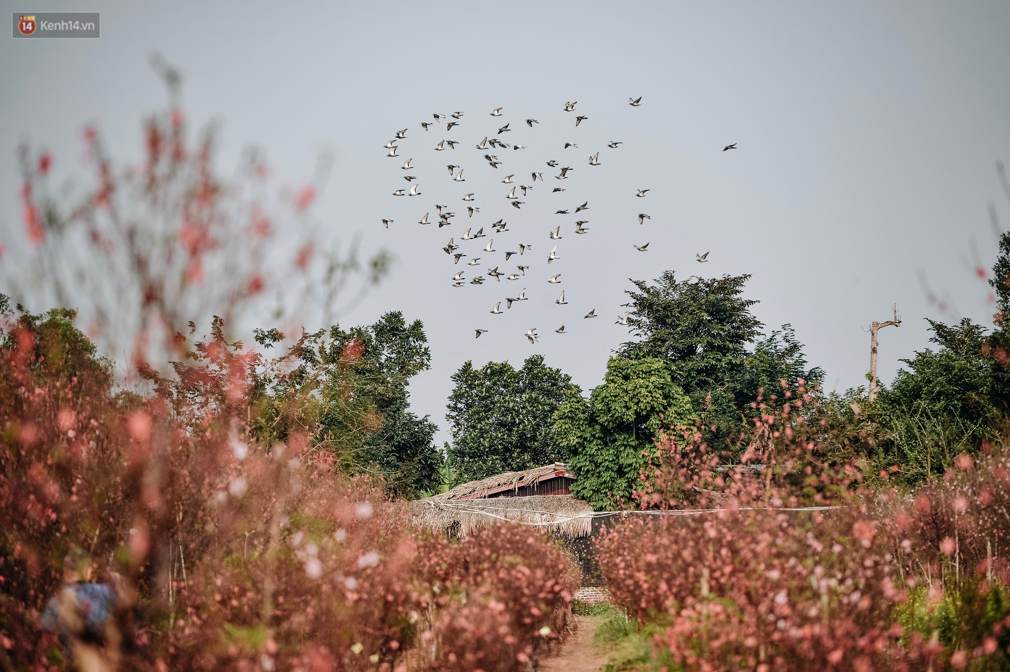 Vườn đào Nhật Tân nhộn nhịp ngày giáp Tết, đường tắc từ làng ra phố