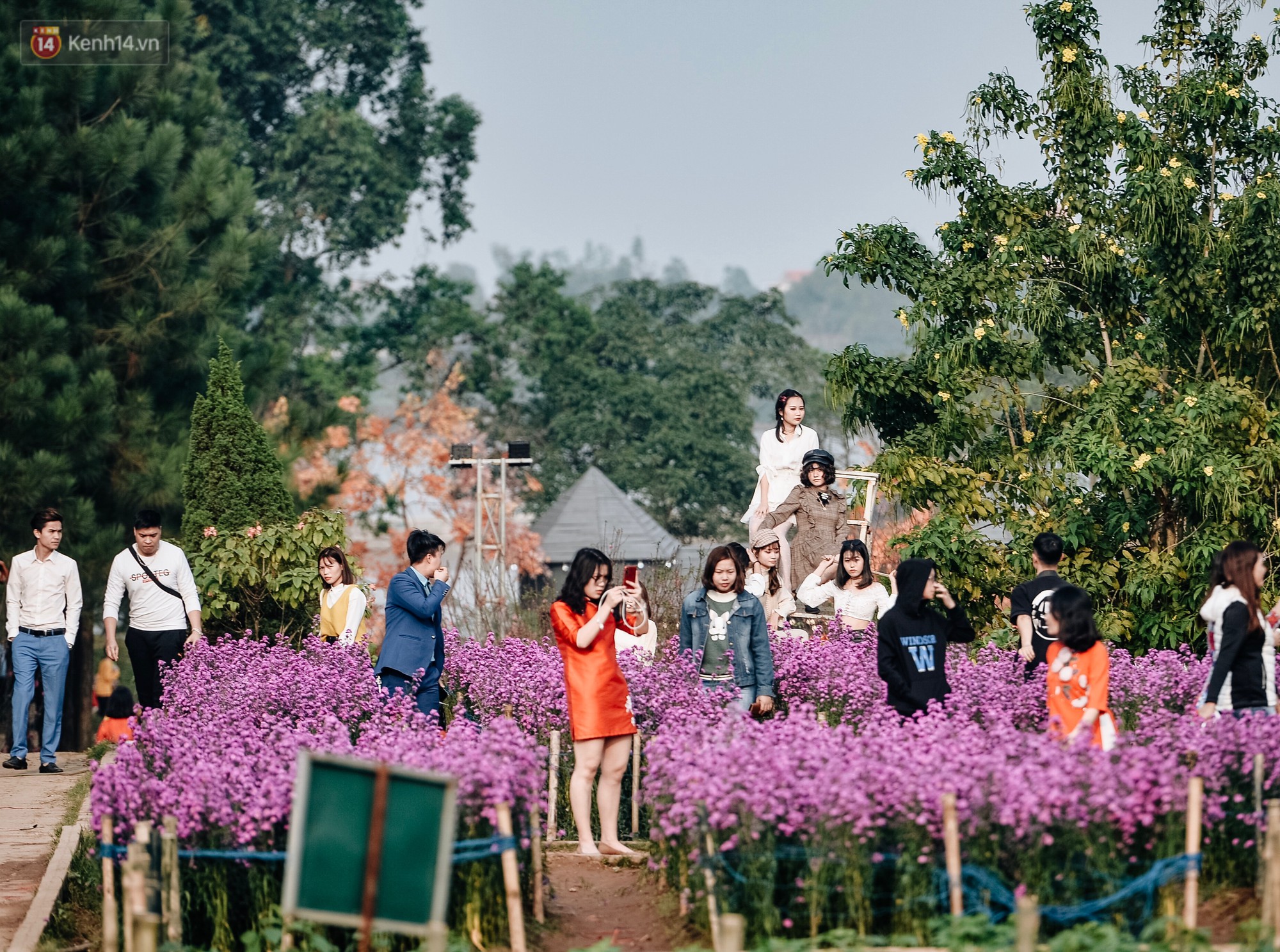 Vườn đào Nhật Tân nhộn nhịp ngày giáp Tết, đường tắc từ làng ra phố