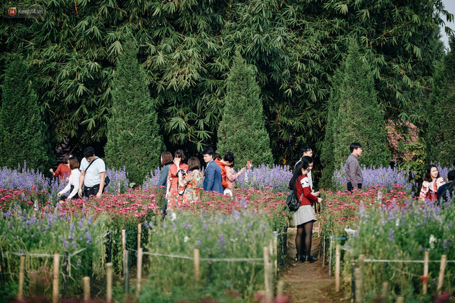 Vườn đào Nhật Tân nhộn nhịp ngày giáp Tết, đường tắc từ làng ra phố