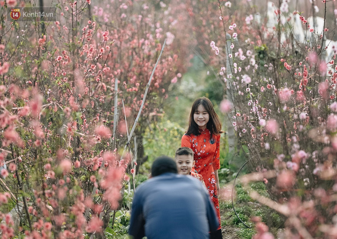 Vườn đào Nhật Tân nhộn nhịp ngày giáp Tết, đường tắc từ làng ra phố