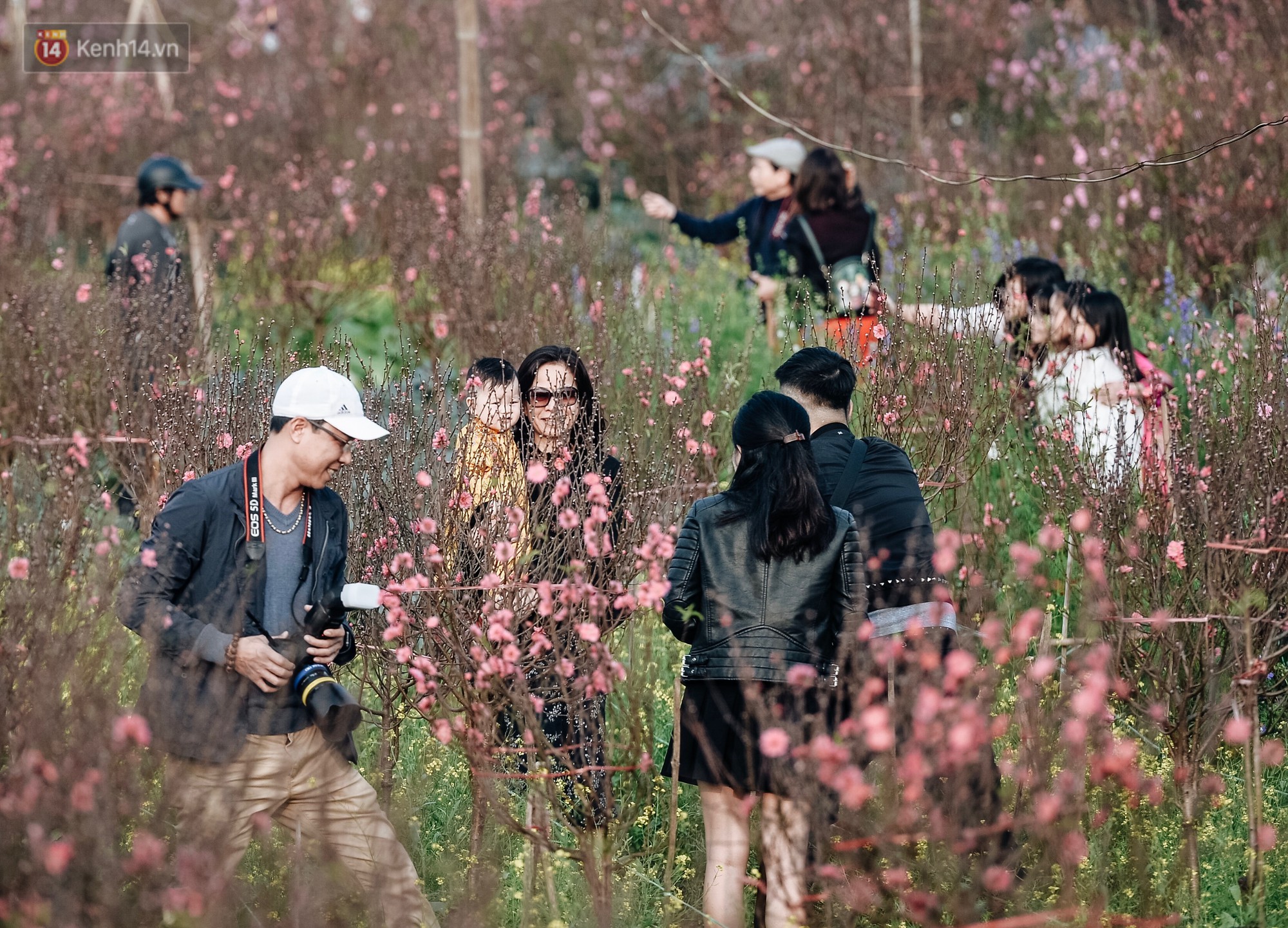 Vườn đào Nhật Tân nhộn nhịp ngày giáp Tết, đường tắc từ làng ra phố