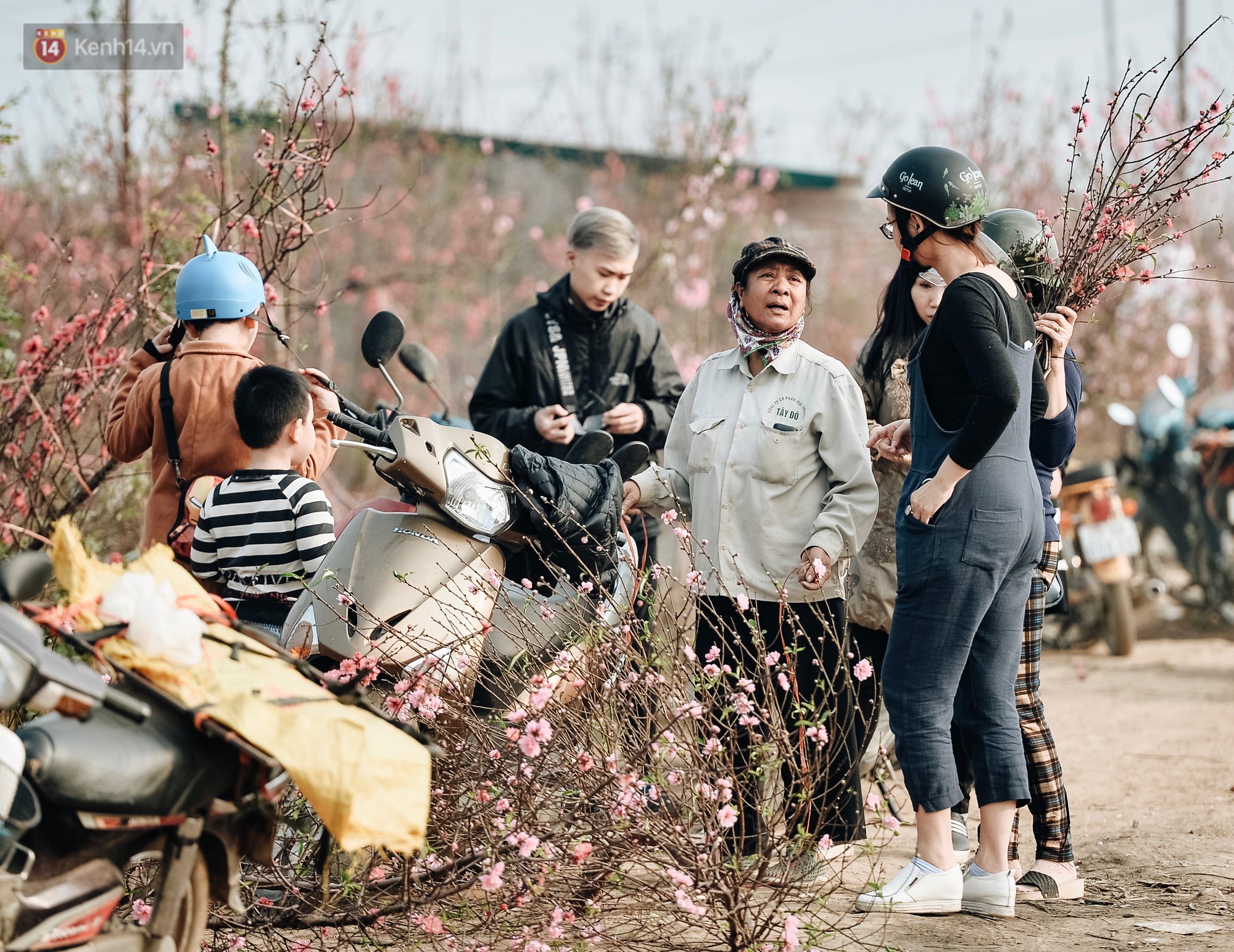 Vườn đào Nhật Tân nhộn nhịp ngày giáp Tết, đường tắc từ làng ra phố