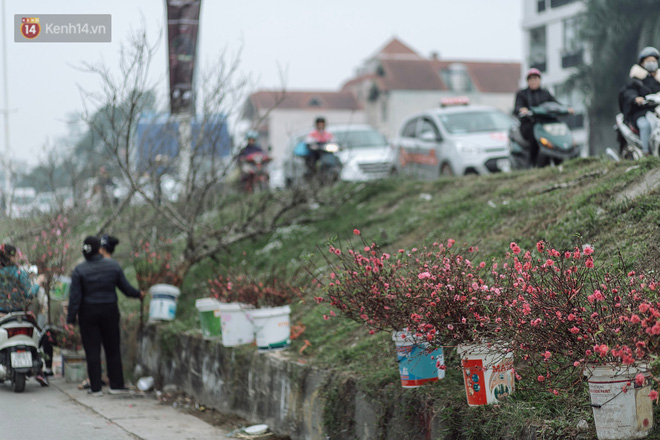 Vườn đào Nhật Tân nhộn nhịp ngày giáp Tết, đường tắc từ làng ra phố