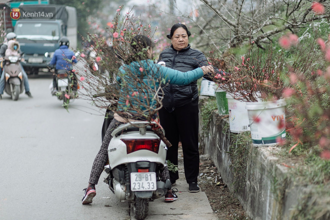 Vườn đào Nhật Tân nhộn nhịp ngày giáp Tết, đường tắc từ làng ra phố