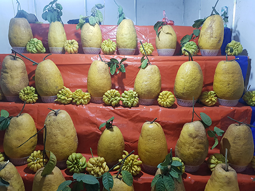 Triệu đồng một quả bưởi dài khổng lồ cúng Tết