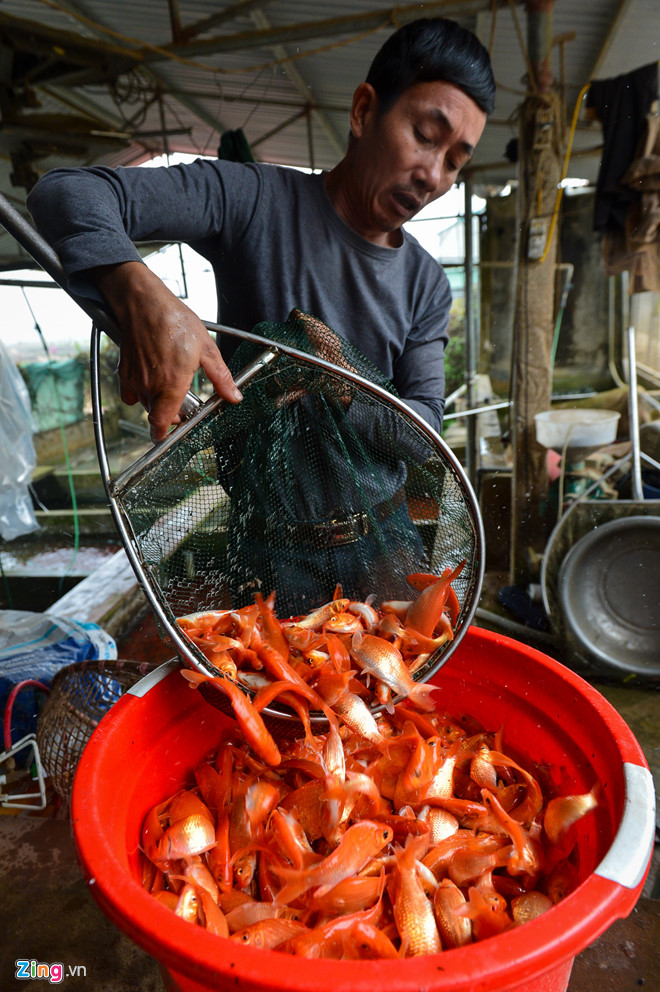 Giá cá chép đỏ giảm mạnh trước ngày ông Táo về trời