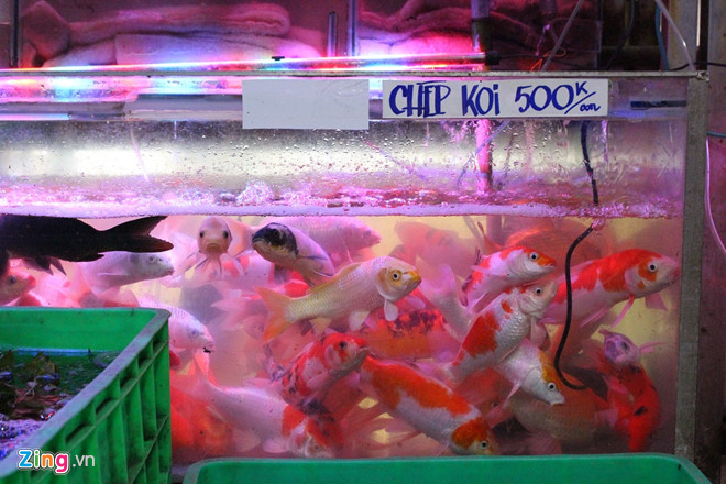 Người Sài Gòn mua cá Koi tiền triệu tiễn ông Công, ông Táo
