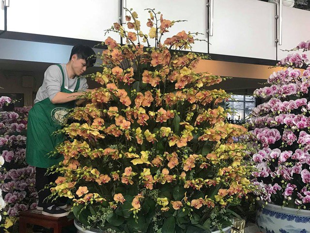 Lan hồ điệp giá tiền triệu đắt khách dịp Tết Nguyên đán