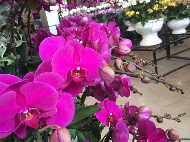 Lan hồ điệp giá tiền triệu đắt khách dịp Tết Nguyên đán