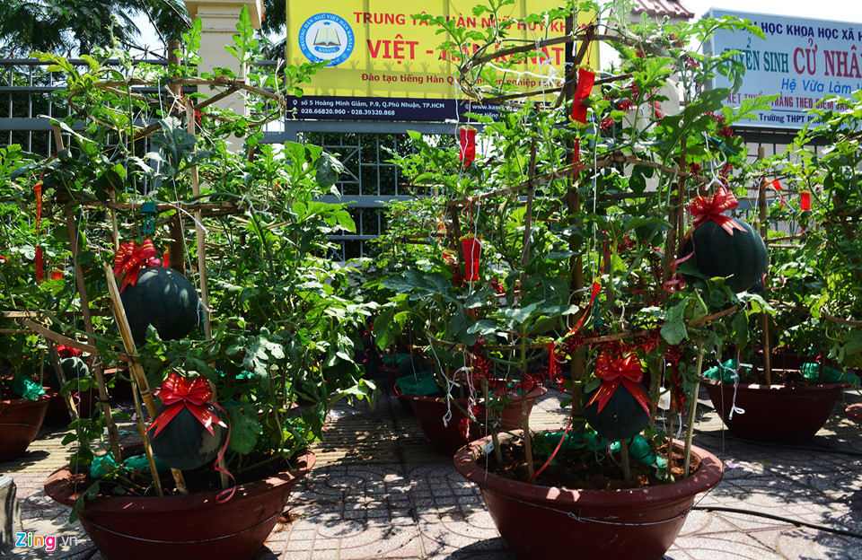 Video - Ảnh: Trái, cây cảnh độc lạ trưng Tết ở Sài Gòn