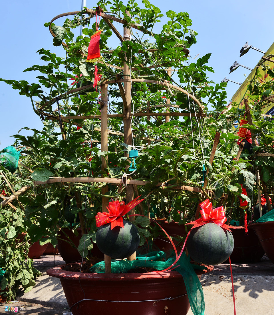 Video - Ảnh: Trái, cây cảnh độc lạ trưng Tết ở Sài Gòn