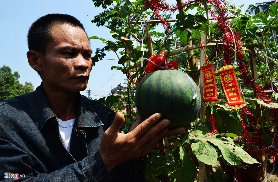 Video - Ảnh: Trái, cây cảnh độc lạ trưng Tết ở Sài Gòn