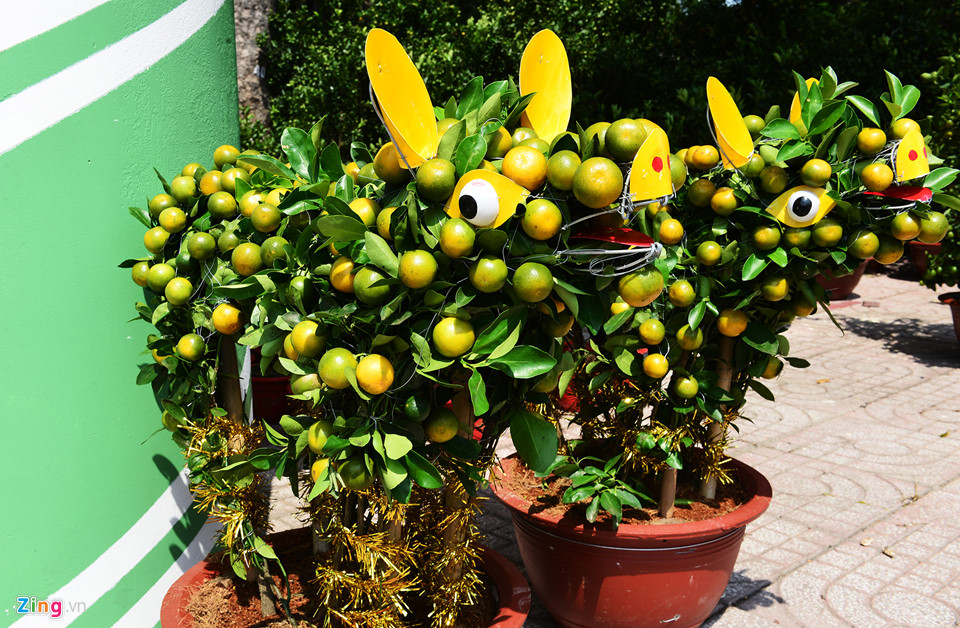Video - Ảnh: Trái, cây cảnh độc lạ trưng Tết ở Sài Gòn