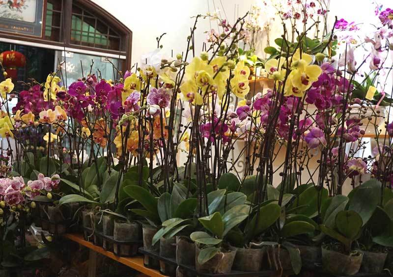 Bốn ngày buôn lan lỗ cả ngàn USD: Vụ Tết nhớ đời của anh trai công sở