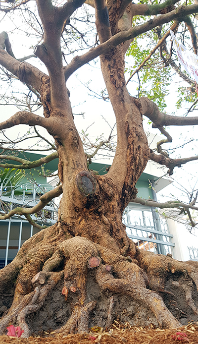 Cây mai thế mẫu tử bán giá một tỷ đồng ở miền Tây