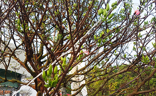 Cây mai thế mẫu tử bán giá một tỷ đồng ở miền Tây