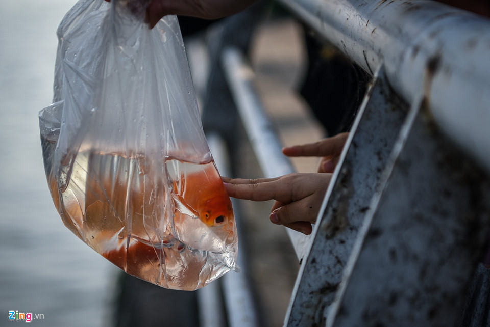 Cá chép mắc kẹt trong túi nylon, bàn thờ bị ném thẳng xuống hồ