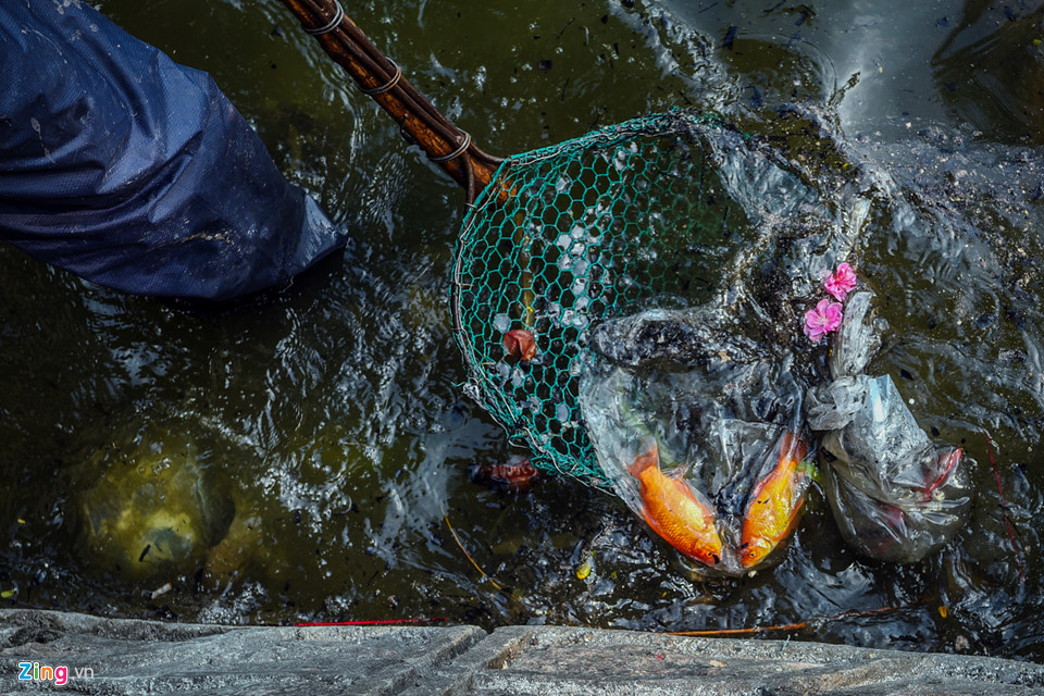 Cá chép mắc kẹt trong túi nylon, bàn thờ bị ném thẳng xuống hồ