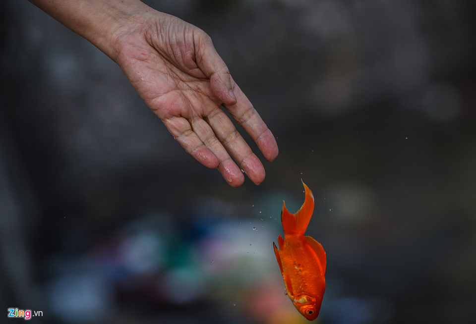 Cá chép mắc kẹt trong túi nylon, bàn thờ bị ném thẳng xuống hồ