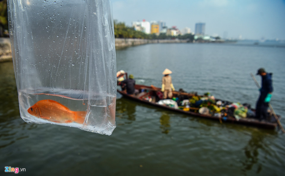 Cá chép mắc kẹt trong túi nylon, bàn thờ bị ném thẳng xuống hồ