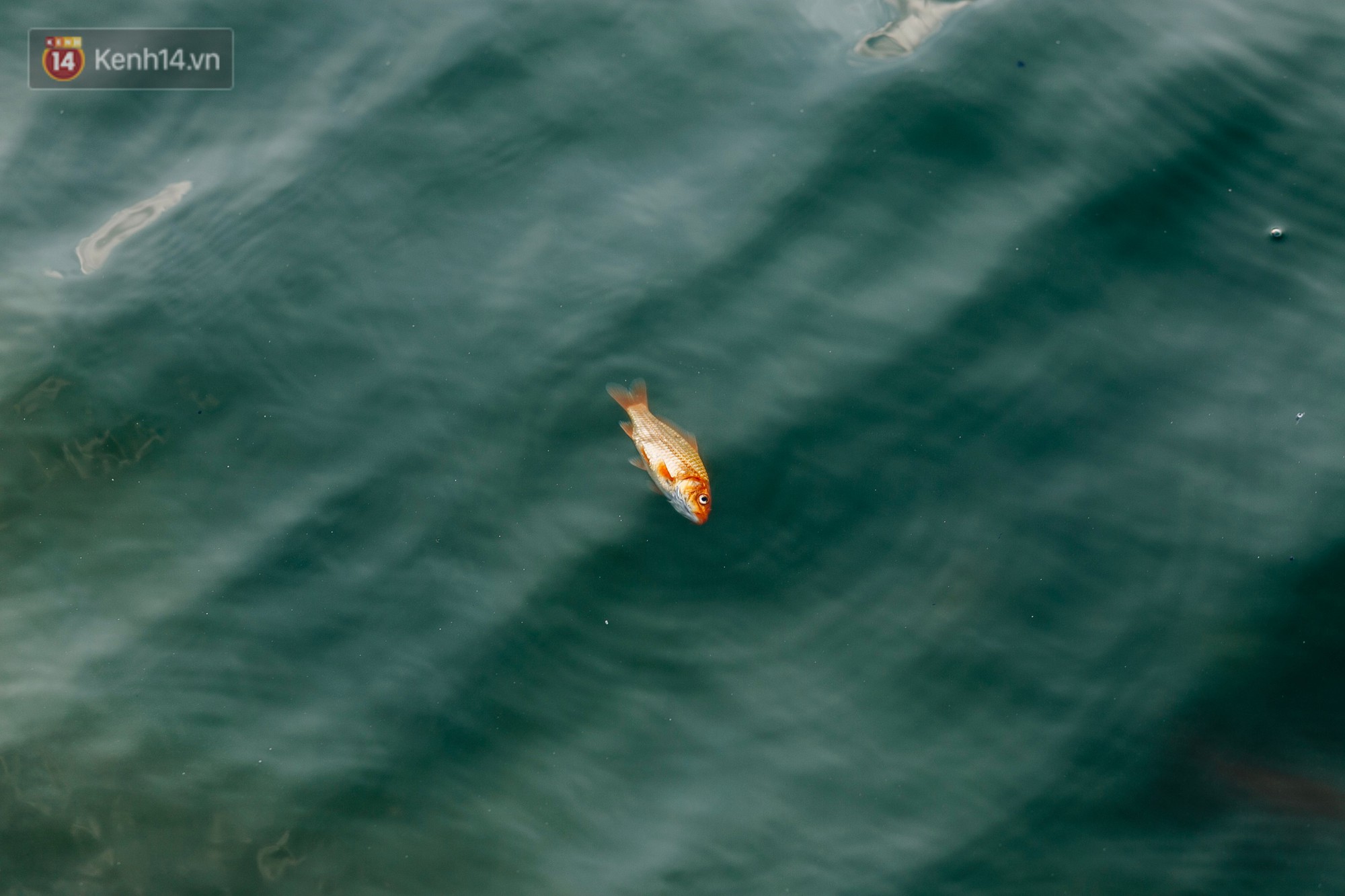 Ảnh: Cá chép chết nổi mặt hồ Tây, bàn thờ, bát hương bị vứt thẳng xuống hồ