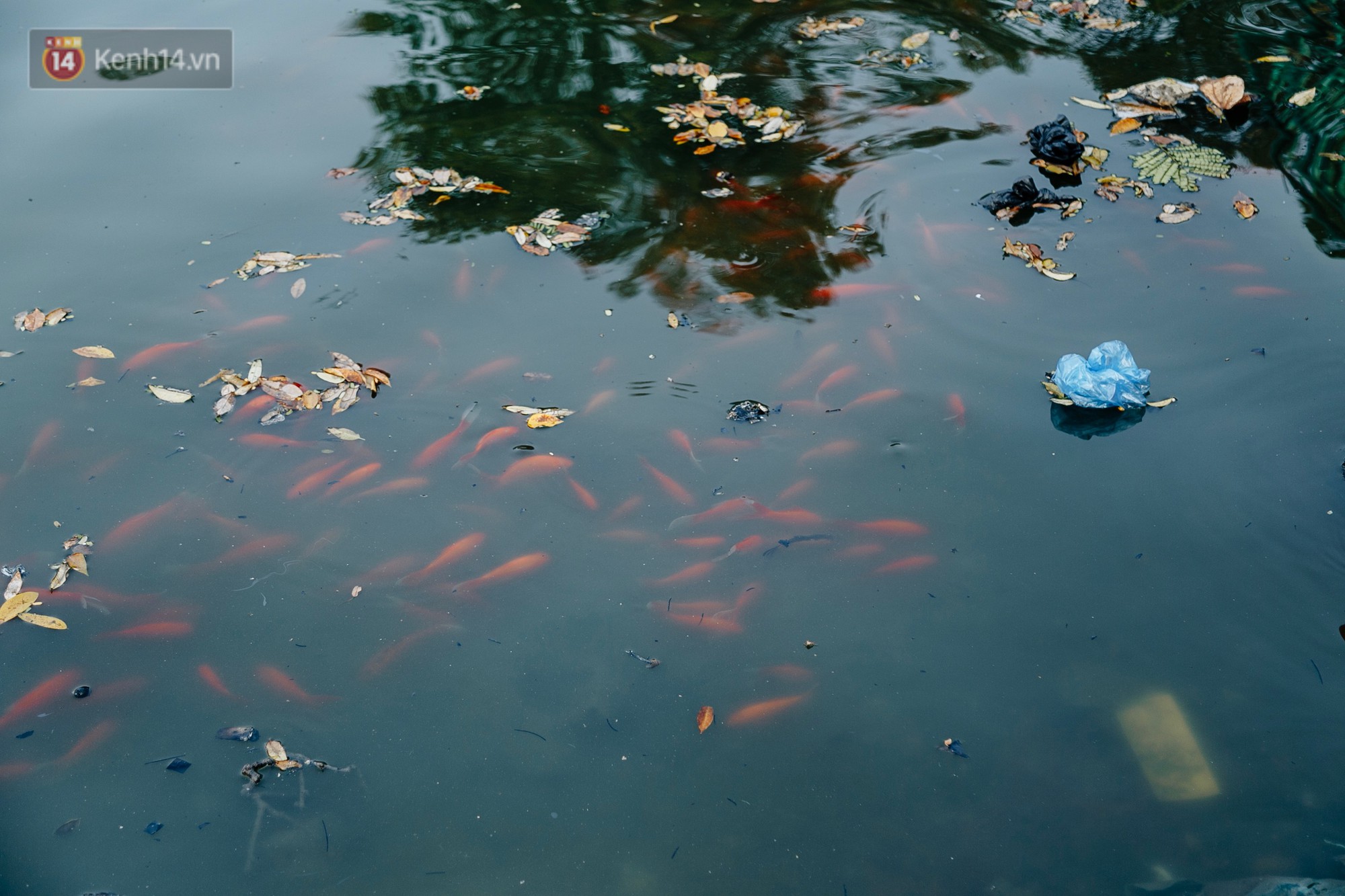 Ảnh: Cá chép chết nổi mặt hồ Tây, bàn thờ, bát hương bị vứt thẳng xuống hồ