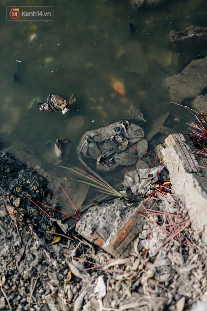 Ảnh: Cá chép chết nổi mặt hồ Tây, bàn thờ, bát hương bị vứt thẳng xuống hồ Ảnh: Cá chép chết nổi mặt hồ Tây, bàn thờ, bát hương bị vứt thẳng xuống hồ
