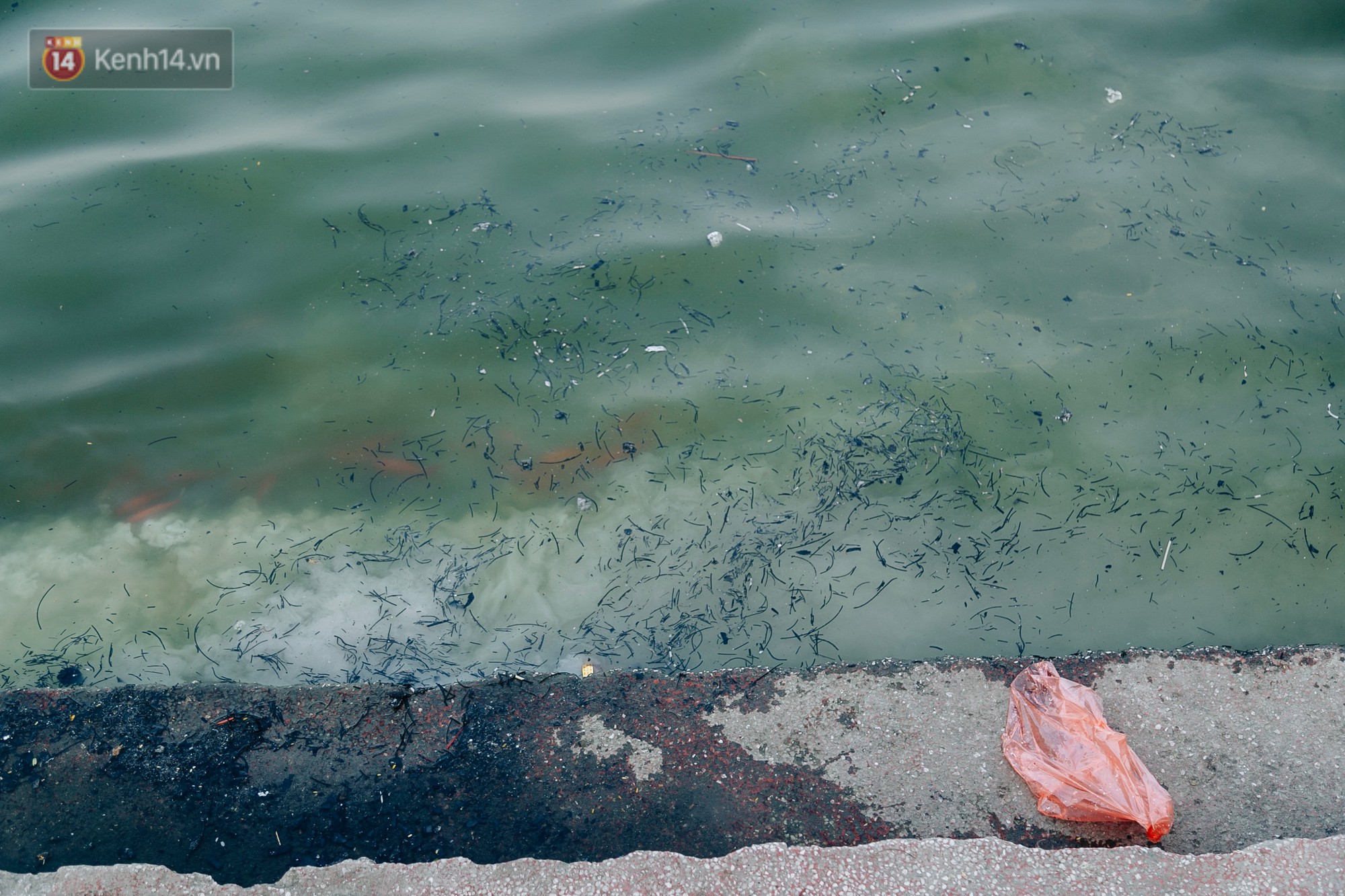 Ảnh: Cá chép chết nổi mặt hồ Tây, bàn thờ, bát hương bị vứt thẳng xuống hồ
