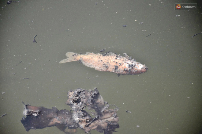 Cá chép vàng chết nổi khi vừa được thả xuống hồ Hoàng Cầu ngày ông Công ông Táo