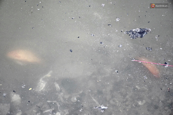 Cá chép vàng chết nổi khi vừa được thả xuống hồ Hoàng Cầu ngày ông Công ông Táo