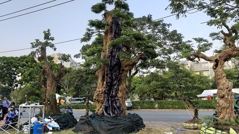 Cây me cổ thụ 300 tuổi, hét giá 2 tỷ ở Hội hoa xuân Sài Gòn