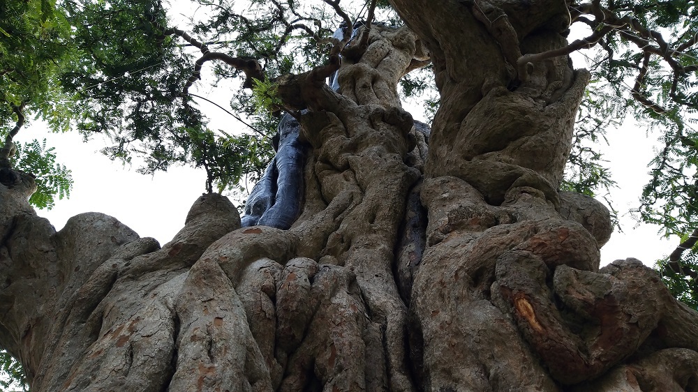 Cây me cổ thụ 300 tuổi, hét giá 2 tỷ ở Hội hoa xuân Sài Gòn