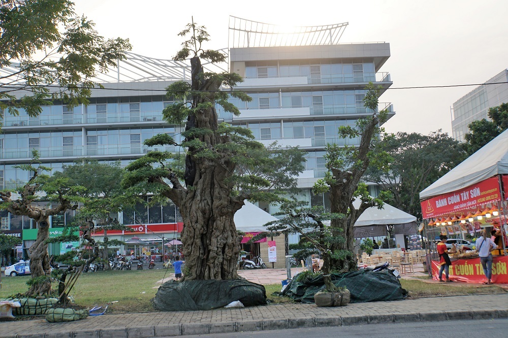 Cây me cổ thụ 300 tuổi, hét giá 2 tỷ ở Hội hoa xuân Sài Gòn