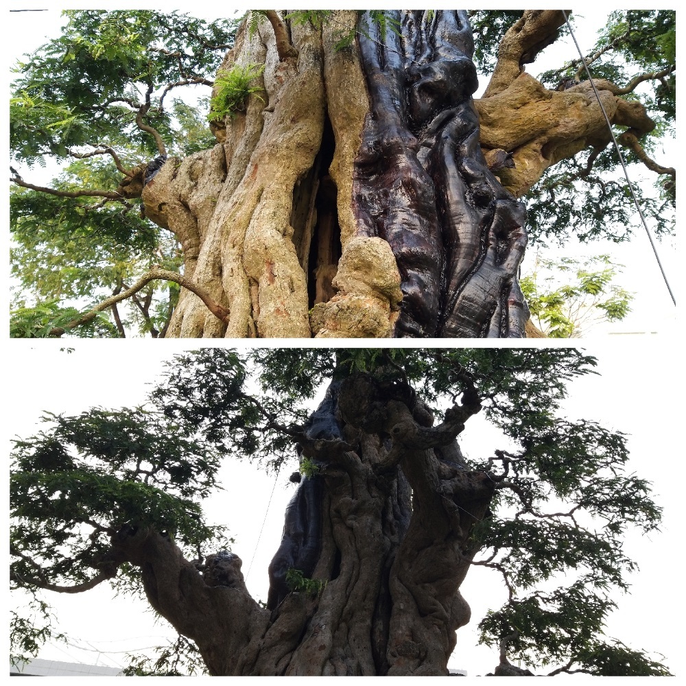 Cây me cổ thụ 300 tuổi, hét giá 2 tỷ ở Hội hoa xuân Sài Gòn