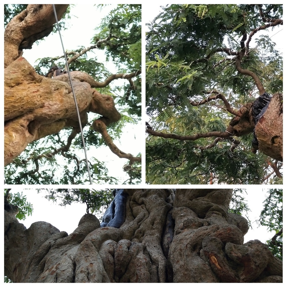 Cây me cổ thụ 300 tuổi, hét giá 2 tỷ ở Hội hoa xuân Sài Gòn