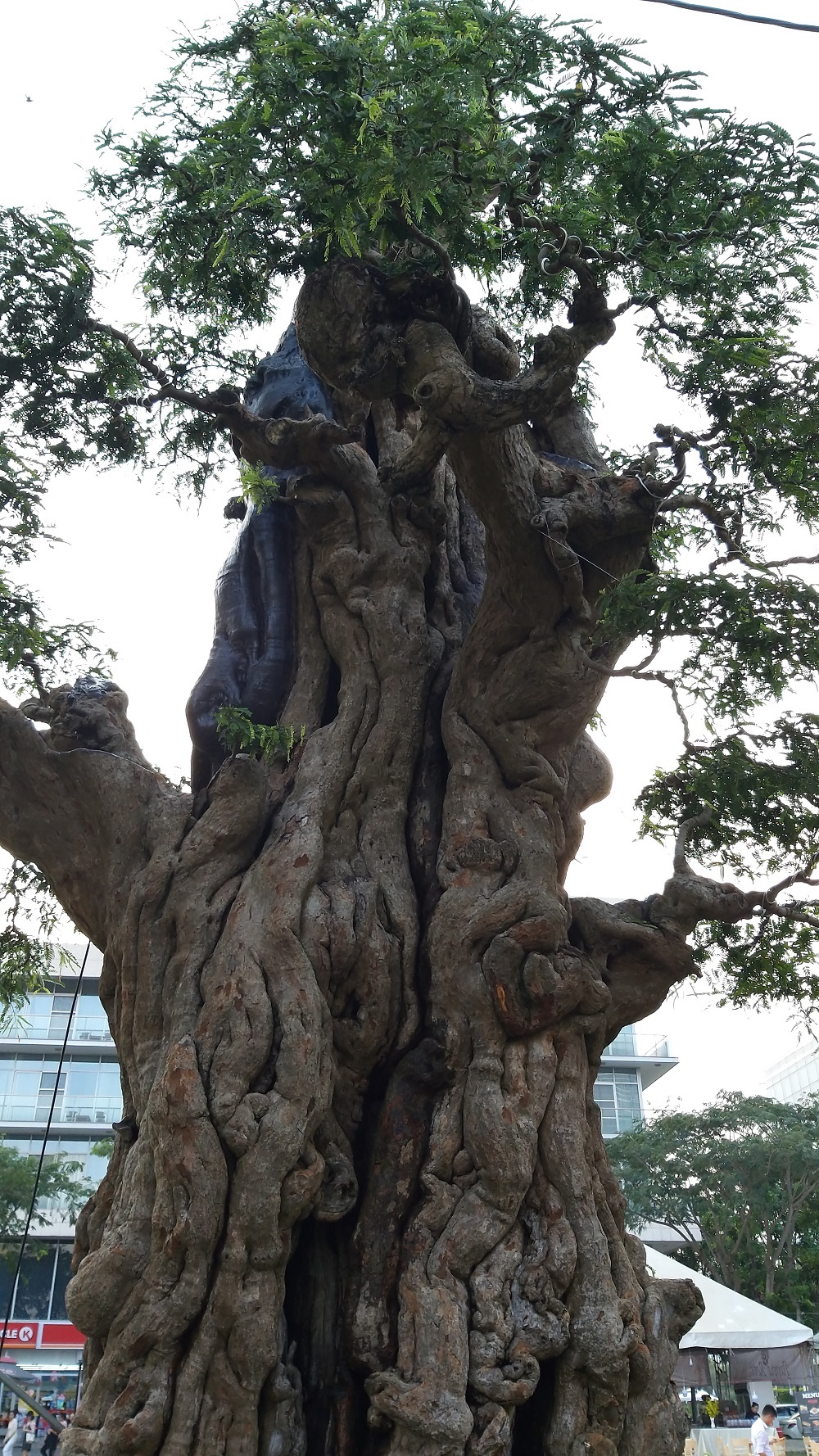 Cây me cổ thụ 300 tuổi, hét giá 2 tỷ ở Hội hoa xuân Sài Gòn