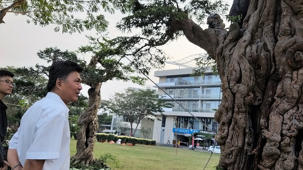 Cây me cổ thụ 300 tuổi, hét giá 2 tỷ ở Hội hoa xuân Sài Gòn