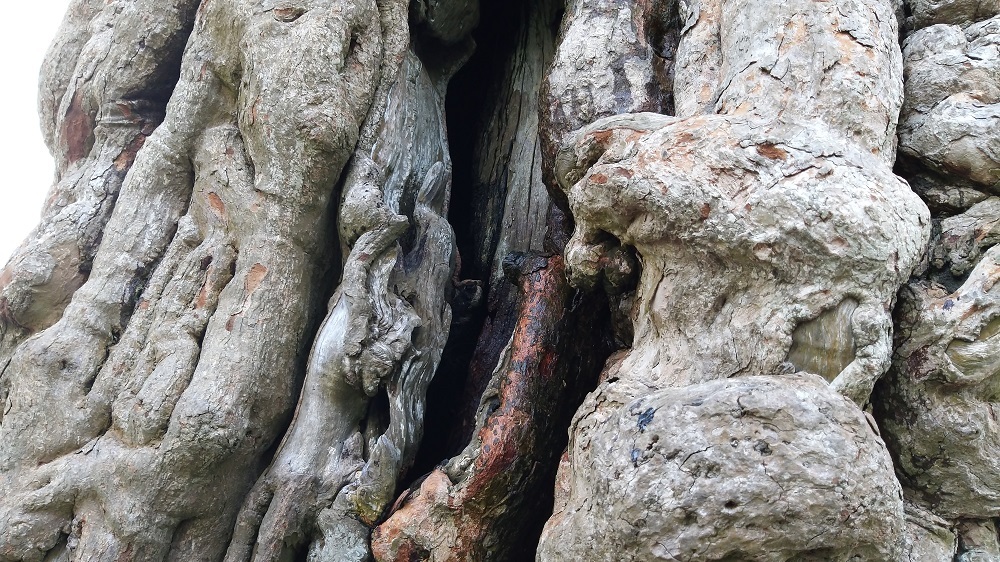 Cây me cổ thụ 300 tuổi, hét giá 2 tỷ ở Hội hoa xuân Sài Gòn