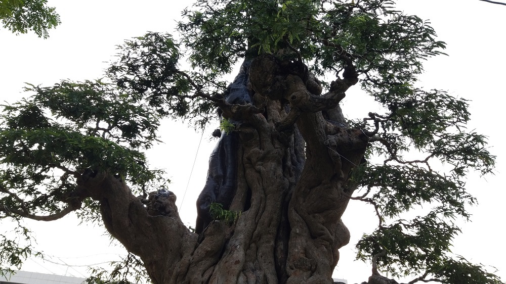 Cây me cổ thụ 300 tuổi, hét giá 2 tỷ ở Hội hoa xuân Sài Gòn