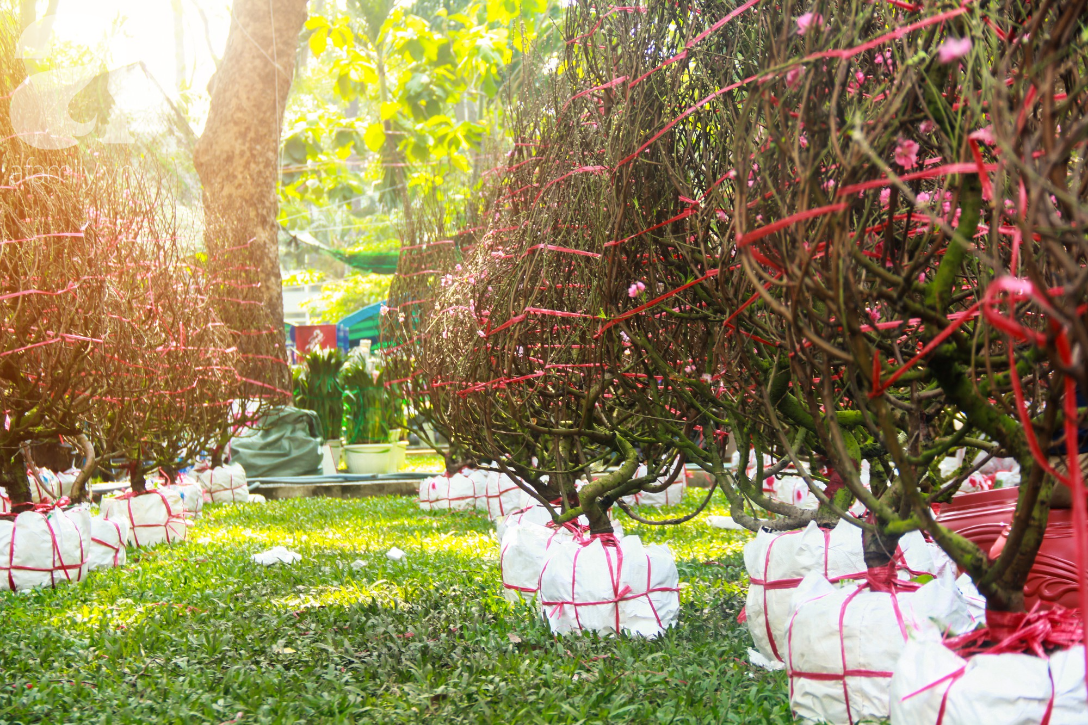 25 triệu đồng một gốc đào vẫn cháy hàng tại Sài Gòn, người bán không lo rớt giá dịp Tết