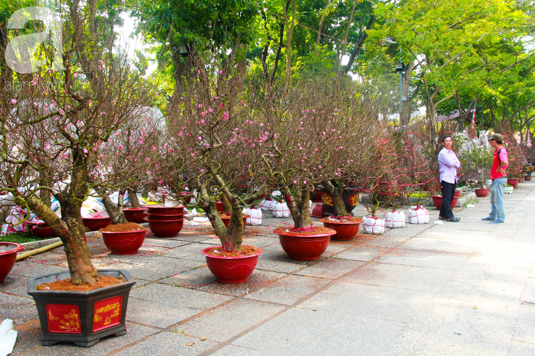 25 triệu đồng một gốc đào vẫn cháy hàng tại Sài Gòn, người bán không lo rớt giá dịp Tết