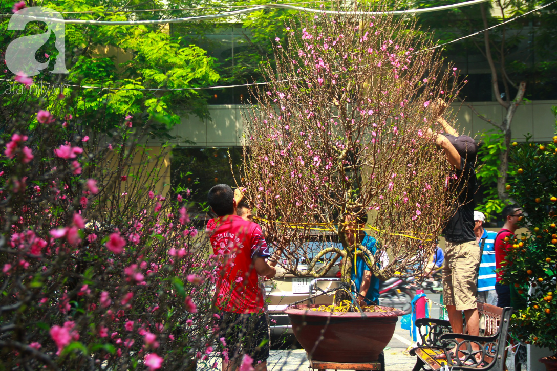 25 triệu đồng một gốc đào vẫn cháy hàng tại Sài Gòn, người bán không lo rớt giá dịp Tết