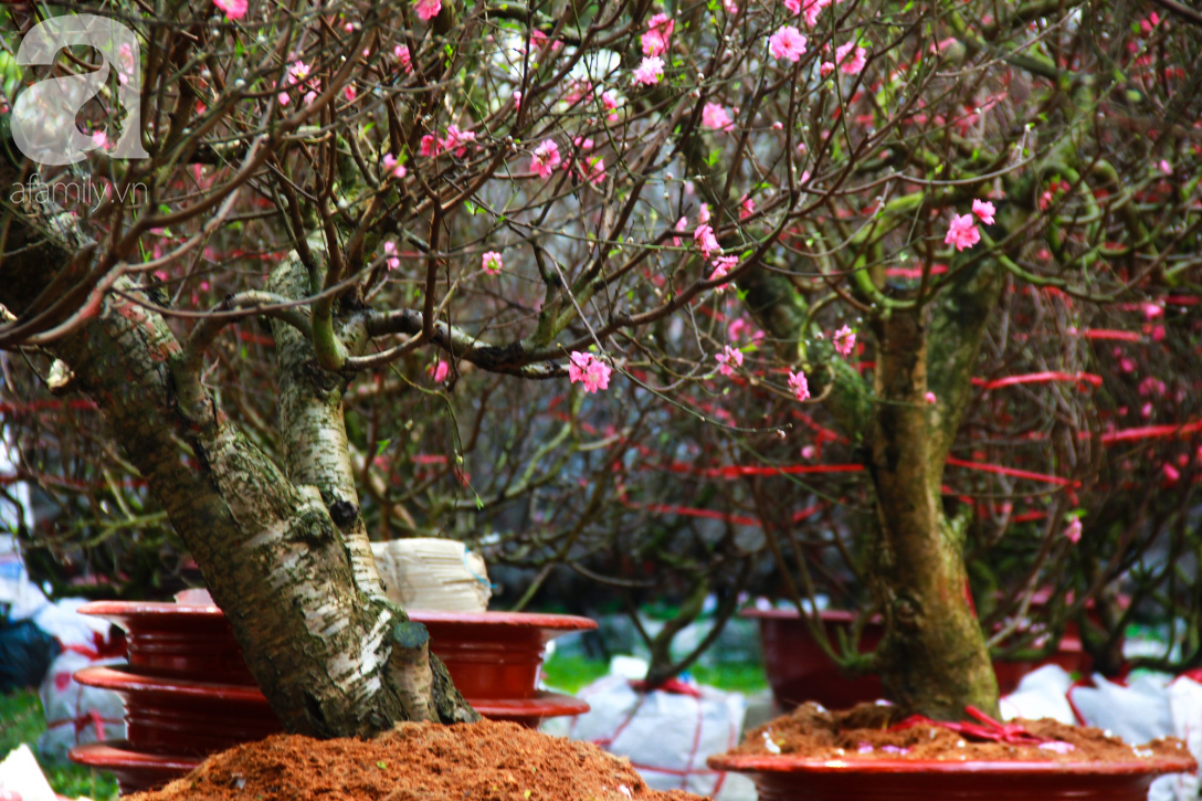 25 triệu đồng một gốc đào vẫn cháy hàng tại Sài Gòn, người bán không lo rớt giá dịp Tết