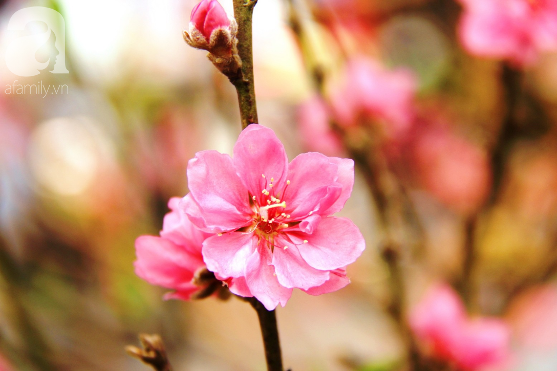 25 triệu đồng một gốc đào vẫn cháy hàng tại Sài Gòn, người bán không lo rớt giá dịp Tết